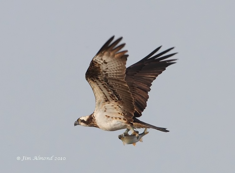 Osprey with fish
